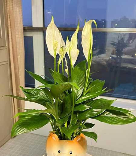 适合客厅养的花