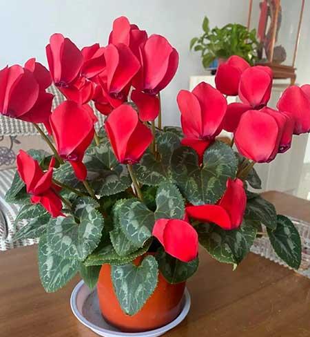 适合客厅养的花