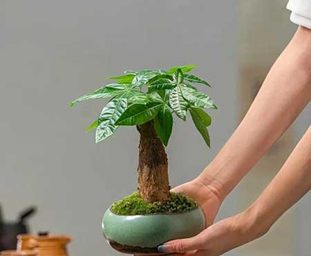 适合客厅养的花
