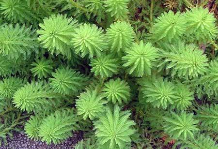 水上养的植物