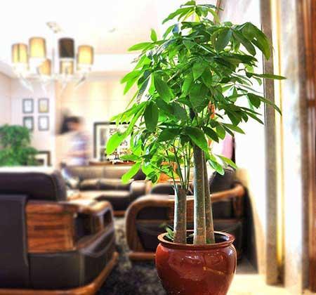 客厅养的大型植物
