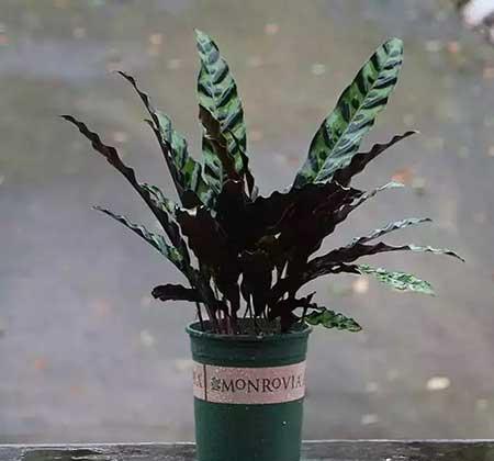 猫眼植物怎么养