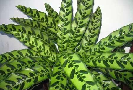 猫眼植物怎么养