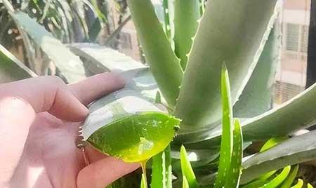 各种花的养殖方法