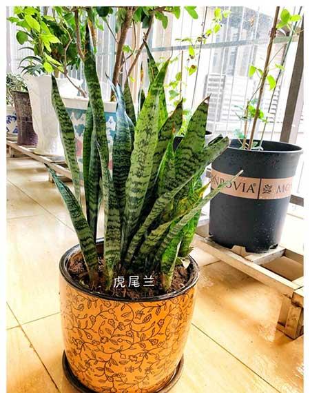 卧室养绿植