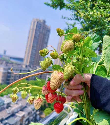 适合在阳台上养的花