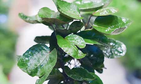 绿植钱多多的养殖方法