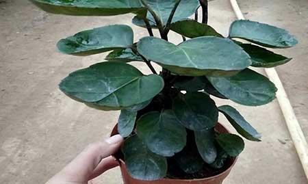 绿植钱多多的养殖方法
