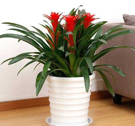 家里养什么植物转运生财