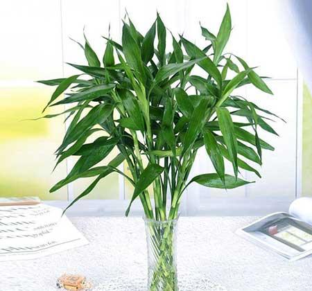家里养什么植物转运生财