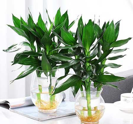 家里养什么植物转运生财