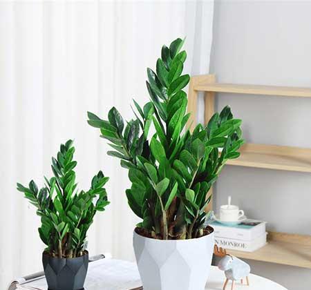 家里养什么植物转运生财