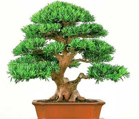 家里养什么植物转运生财