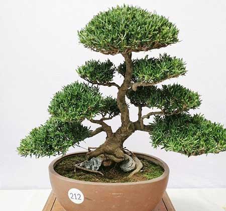 家里养什么植物转运生财