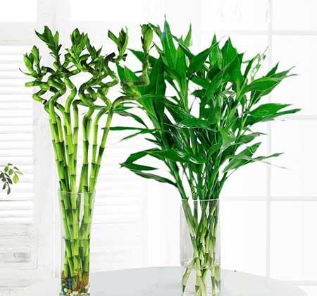家里养什么植物转运生财