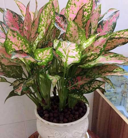 家里养什么植物转运生财