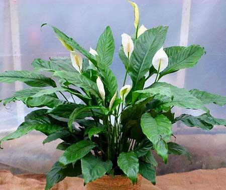 家里养什么植物转运生财