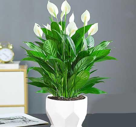 家里养什么植物转运生财