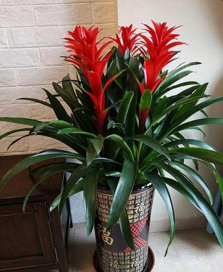 家里养什么植物转运生财