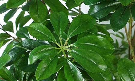 鹅掌绿植怎么养