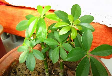 鹅掌绿植怎么养