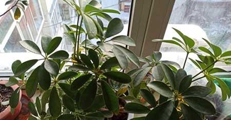 鹅掌绿植怎么养