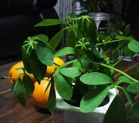 鹅掌绿植怎么养