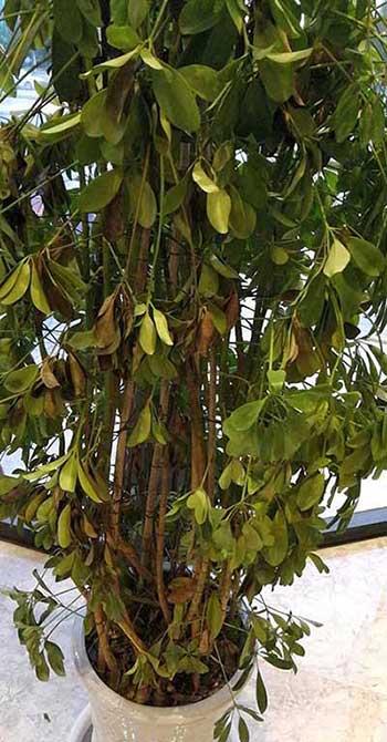 鹅掌绿植怎么养
