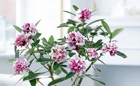 室外最好养的花