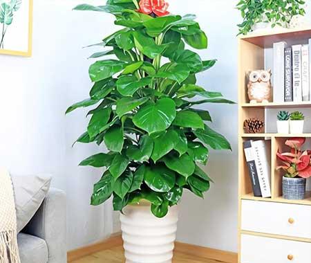 室外最好养的花