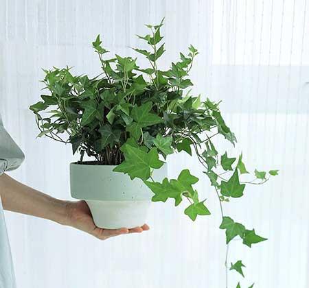 室内养什么花对肺好
