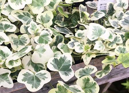 室内养什么花对肺好