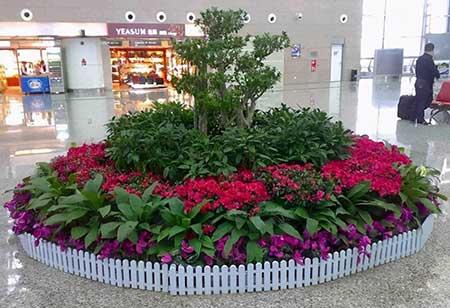 室内盆栽花卉租摆