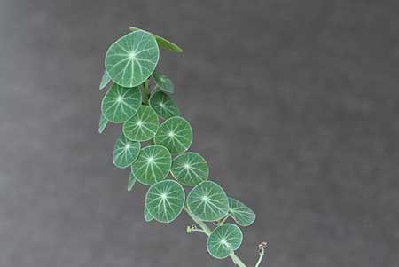 保罗绿植养护
