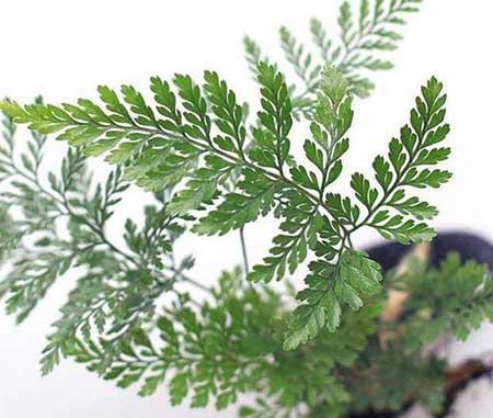 保罗绿植养护