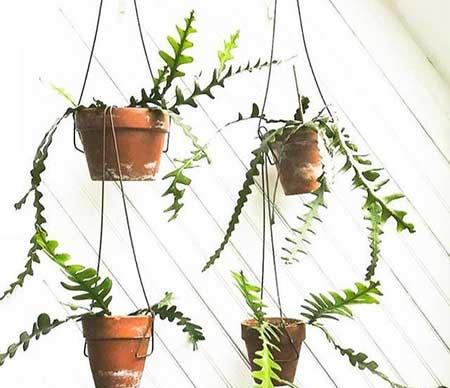 保罗绿植养护