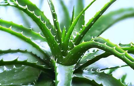 新房养什么绿植好