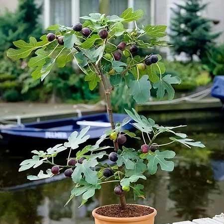 新房养什么绿植好
