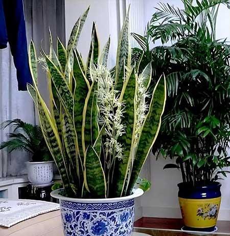 家里能养的花