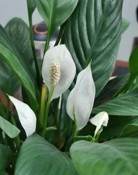 属狗养什么花