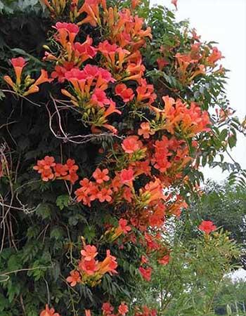 北方养的花