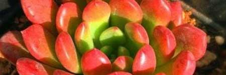 绿植红宝石的养殖方法