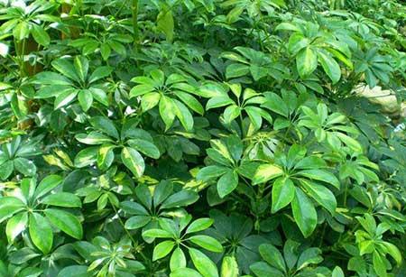 家居适合养的花