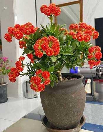 非常好养的花