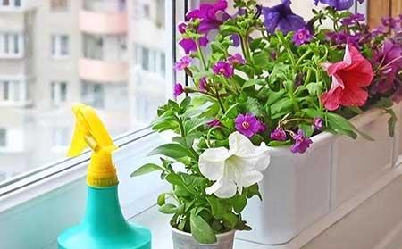 怎么养绿植才能更旺盛