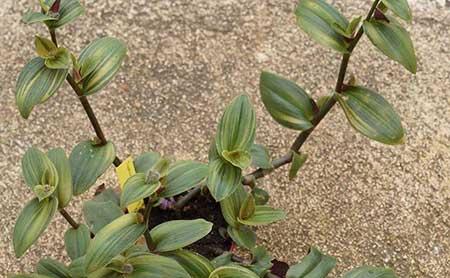 油画绿植适合室内养吗