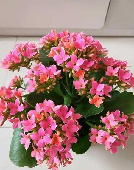 什么花繁殖快又好养
