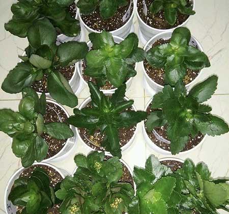 什么花繁殖快又好养