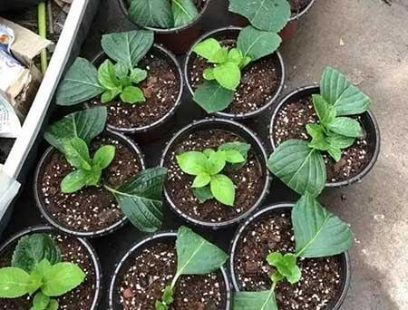 什么花繁殖快又好养