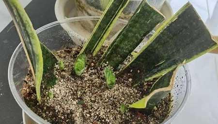 什么花繁殖快又好养